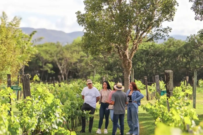 Villa de Leyva: ioga no vinhedo, degustação de vinhos e meditação