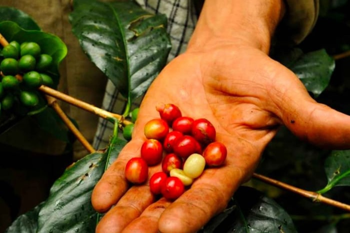 Bogotá: Colombiansk kaffetur med gård og daglig afgang