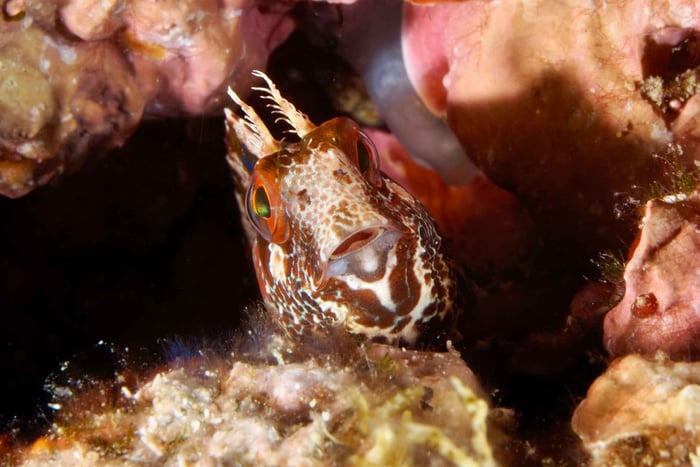 Tossa de Mar: Mar Menuda Dive Trip for Certified Divers