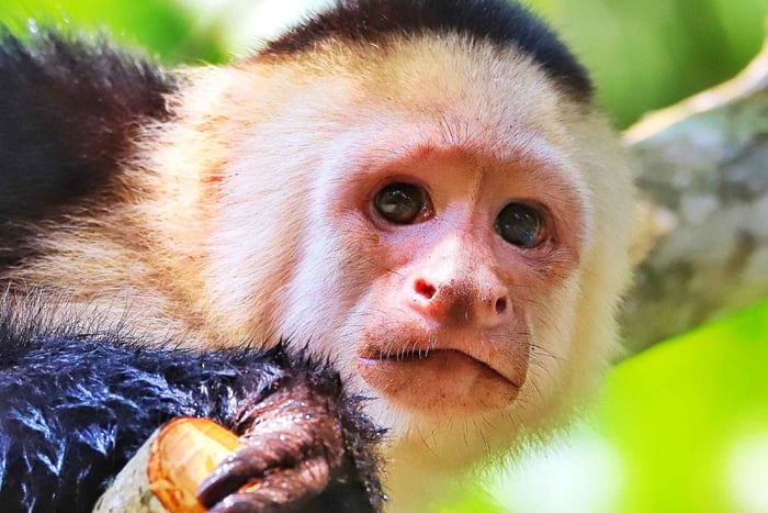 Passeio de caiaque de 2 horas nos mangais de Quepos – vê macacos e preguiças
