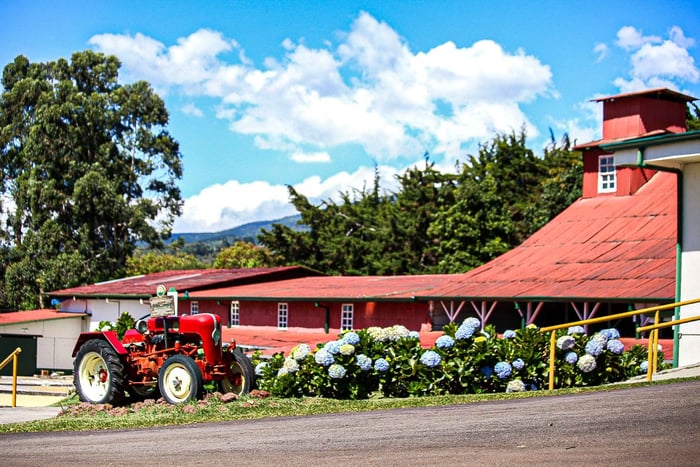 Alajuela: Tour guiado por la plantación de café con degustación