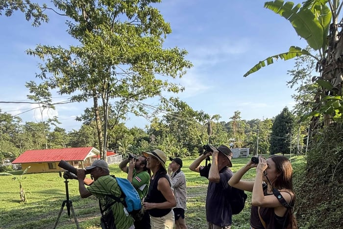 Cahuita : observation des oiseaux des Caraïbes avec guide