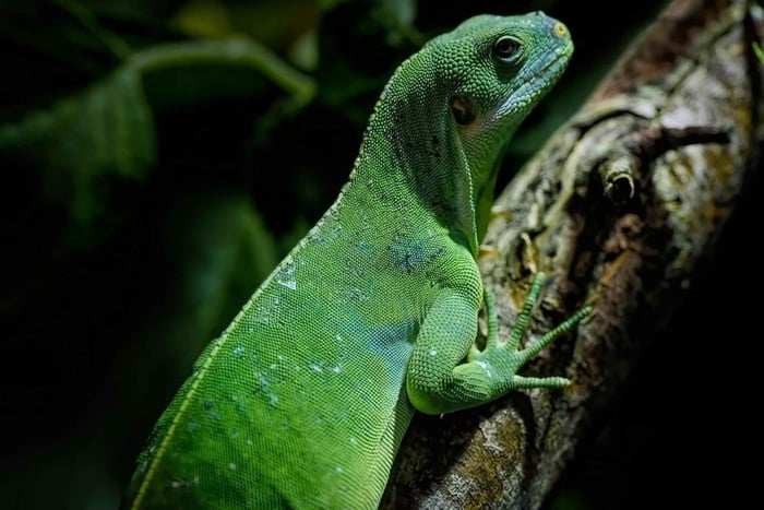 Cahuita: tour notturno dei rettili con guida specializzata