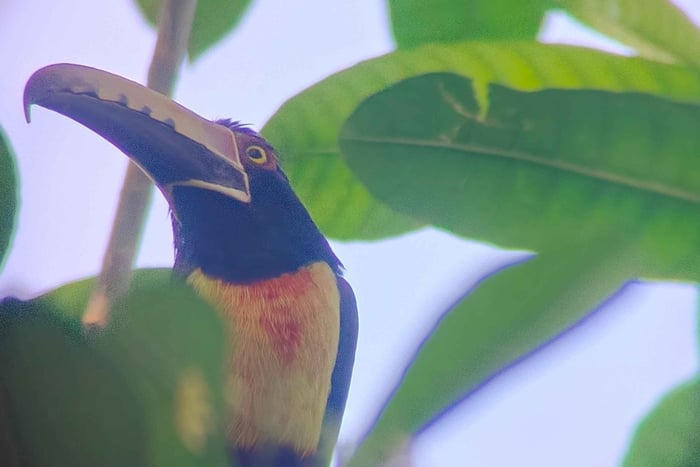 Cahuita's Birdwatching Tour
