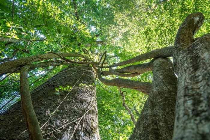 Excursão Guiada pela Vida Selvagem no Parque Nacional Carara