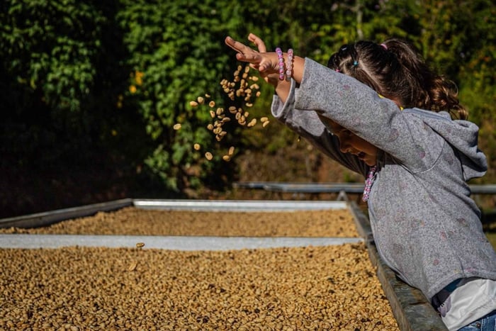 Coffee Tour in the Los Santos Area: From the Coffee Plantation to the Cup, Tasting and Pairing