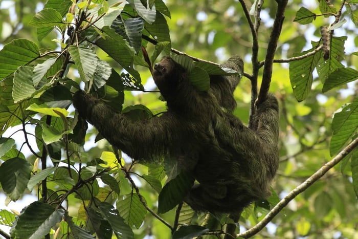 Costa Rica: tour dei bradipi e caffè, cioccolato e canna da zucchero