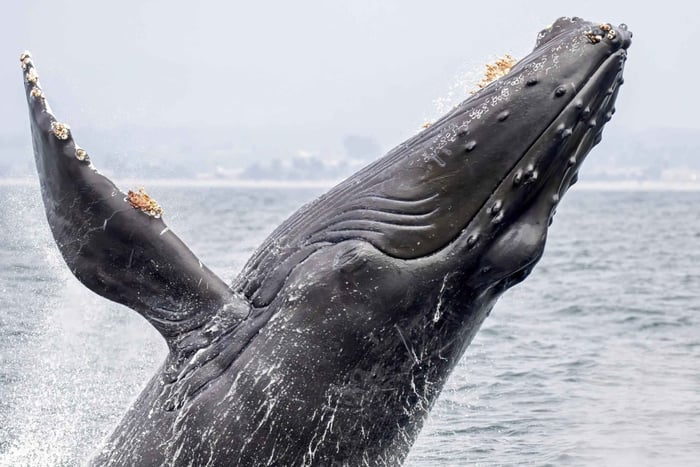 Costa Rica: Observação de baleias e golfinhos