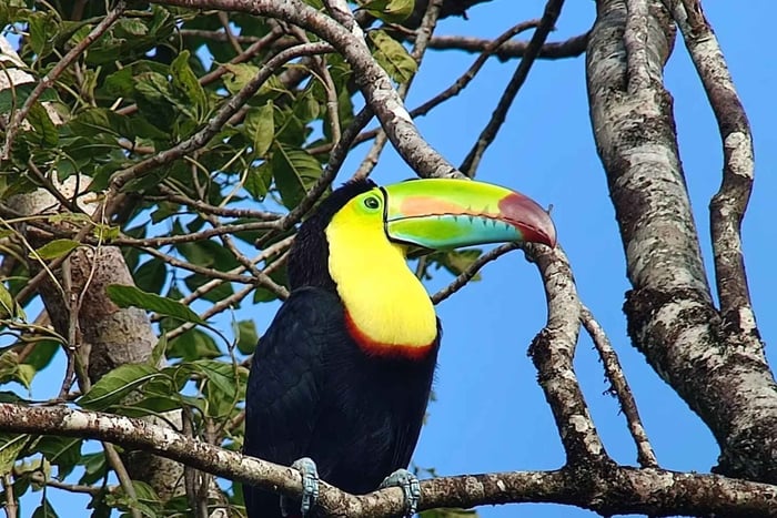 Tour di birdwatching nella riserva di Curicancha
