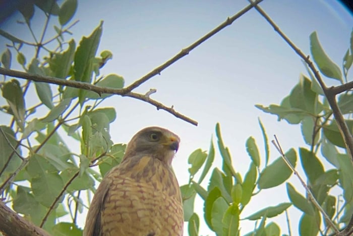 Discovering the Birds of Guanacaste