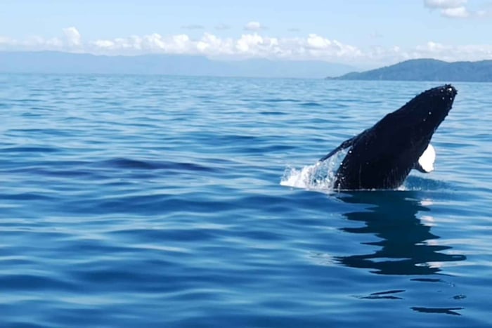 Baía de Drake: Excursão de Barco de 5 Horas com Observação de Baleias e Golfinhos