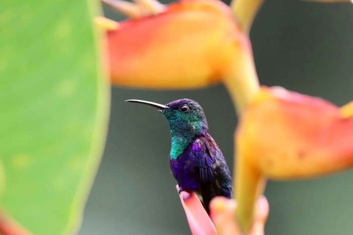 Drake Bay - Tour di birdwatching