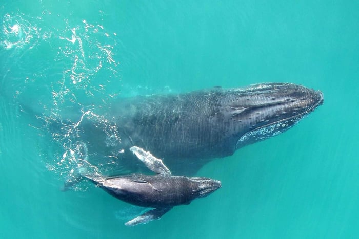 Baía de Drake: Excursão de observação de golfinhos e baleias