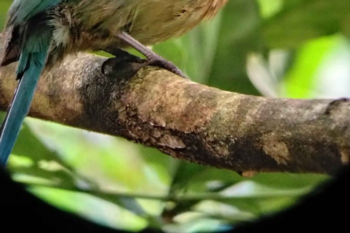 Baia di Drake: tour guidato di birdwatching con guida locale