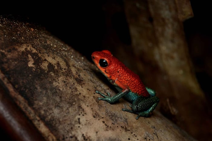 Drake Bay Night Sightseeing Tour: Snakes & Frogs