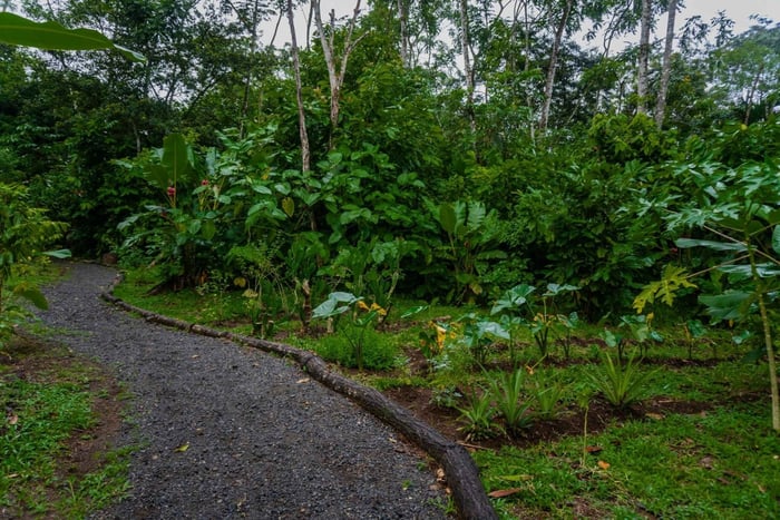 El Tanque : randonnée guidée de GreenEcoPark avec des fruits de saison
