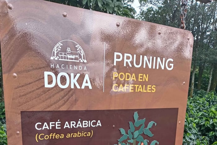 Tour desde Jacó: café Doka, volcán Poás y catarata de la Paz