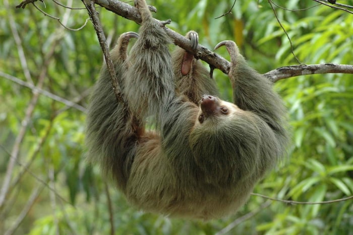 Fra Jaco: Heldagstur i Manuel Antonio nasjonalpark