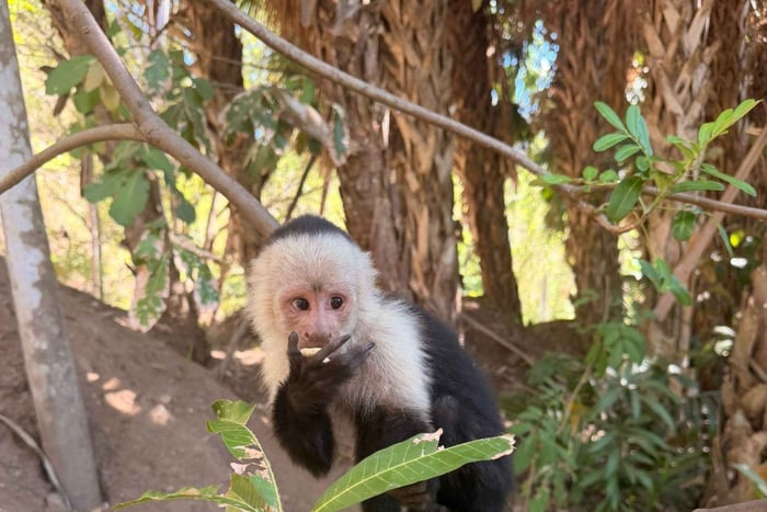 From Jacó: Monkey Encounter, Crocodile Bridge, & Lunch