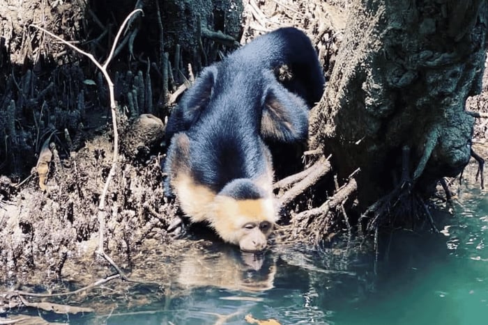 From Jaco: Monkey Mangrove Tour