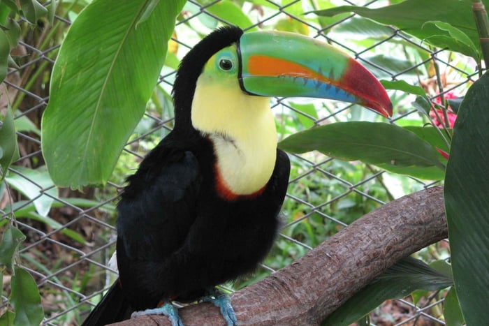 From Papagayo Gulf: Rainforest Hanging Bridges & Waterfall