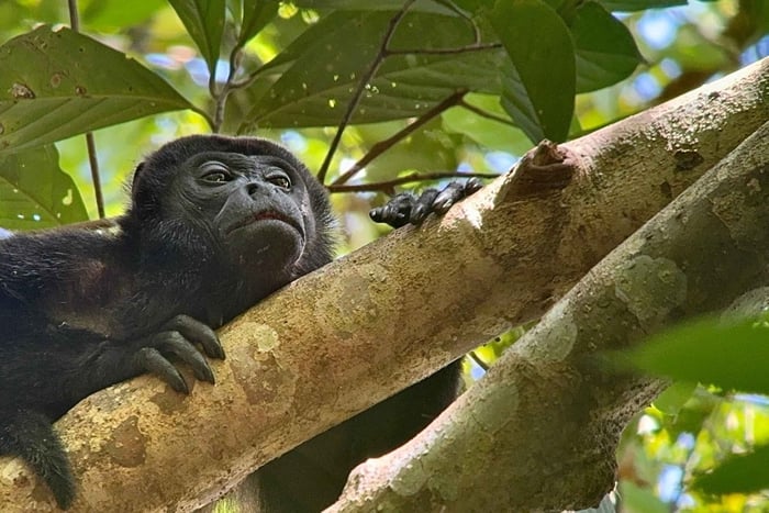 Fra Puerto Jimenez: Corcovado Nationalpark heldagstur