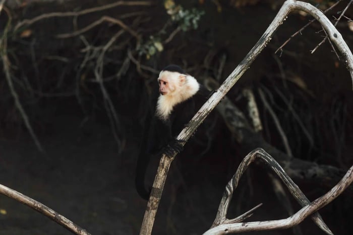 Guanacaste: Elvecruise i jungelen i Palo Verde nasjonalpark