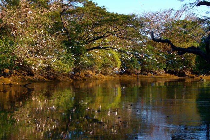 Guanacaste: Tour in barca di Palo Verde