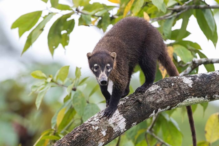 Guanacaste: Palo Verde National Park Boat Tour & Lunch