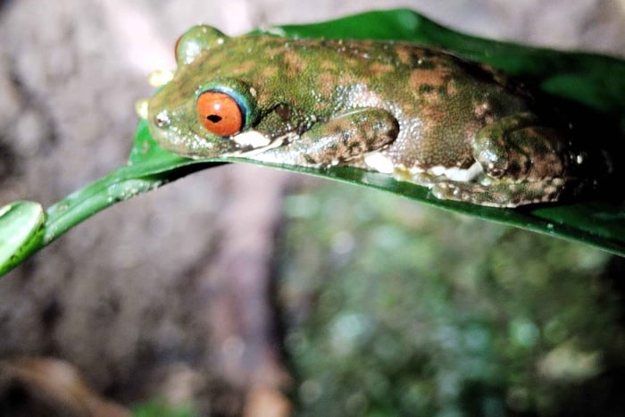 Immergiti nella magia della foresta pluviale di Monteverde.