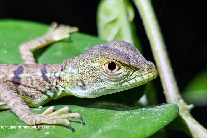 Jungle Night tour in Tortuguero: Wildlife and Adventure.