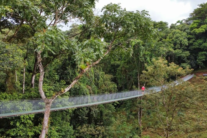 Tour a piedi nella foresta pluviale con i ponti sospesi di Kapok
