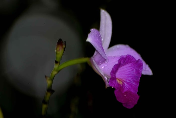 La Fortuna: Arenal Mundo Aventura Night Walk