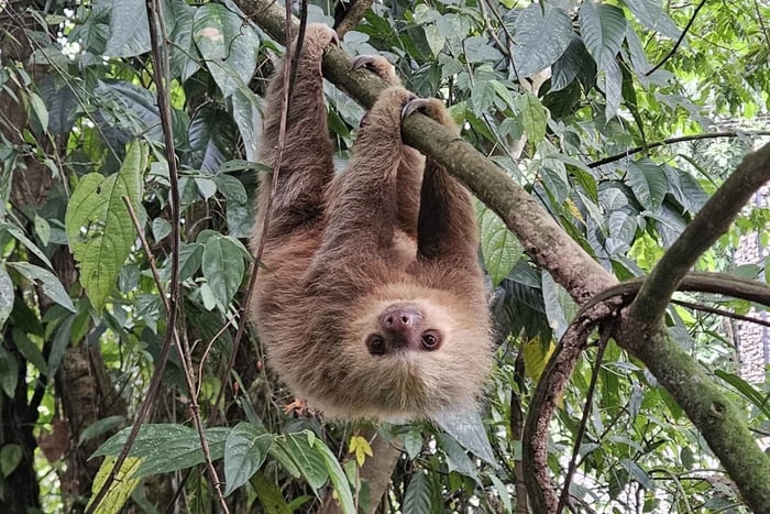 ラ・フォルトゥナ：ピロオアシスのナマケモノと野生動物観光ツアー