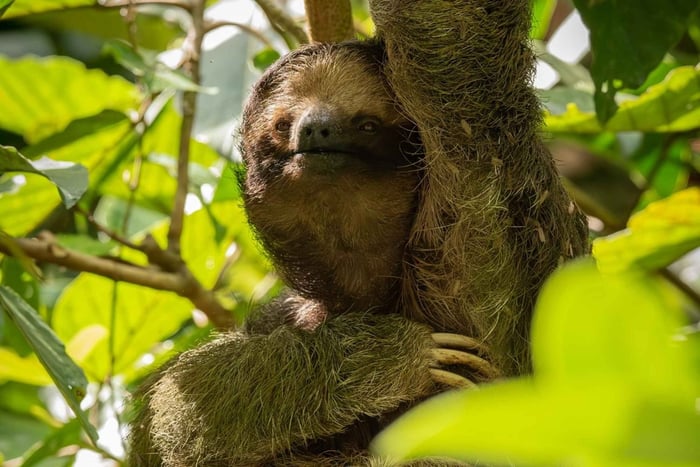 La Fortuna: Sloth, Frog, and Tortilla Cooking Tour
