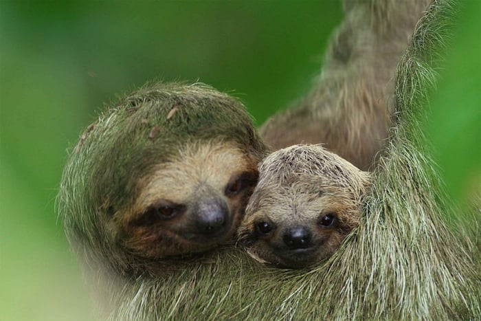 La Fortuna : Tour des paresseux dans la nature
