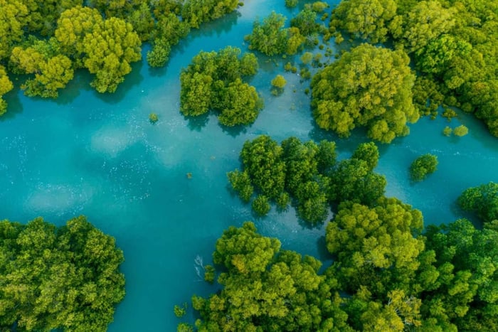 Manuel Antonio: Båttur med mangrovebåt til øya Damas med lunsj