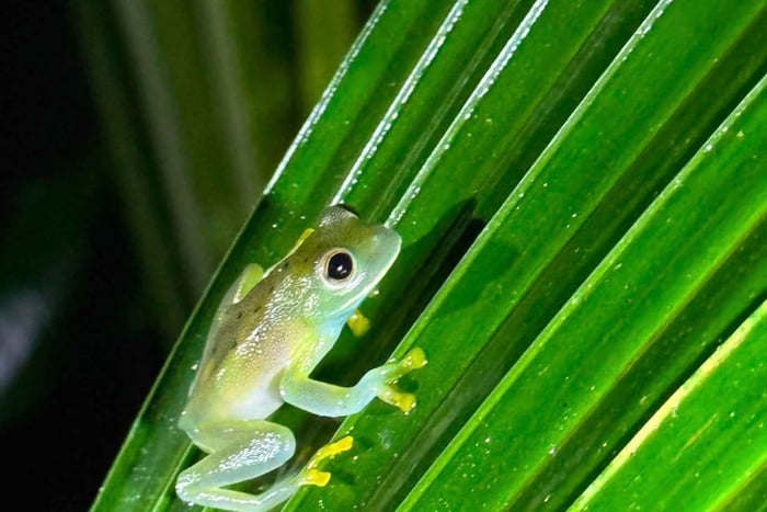 Manuel Antonio: Guided Night Walk and Hanging Bridge