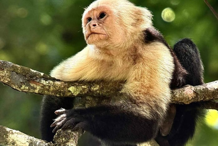 Manuel Antonio National Park Monkey Tour