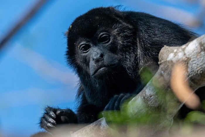Manuel Antonio: National Park Tour with Local Guide