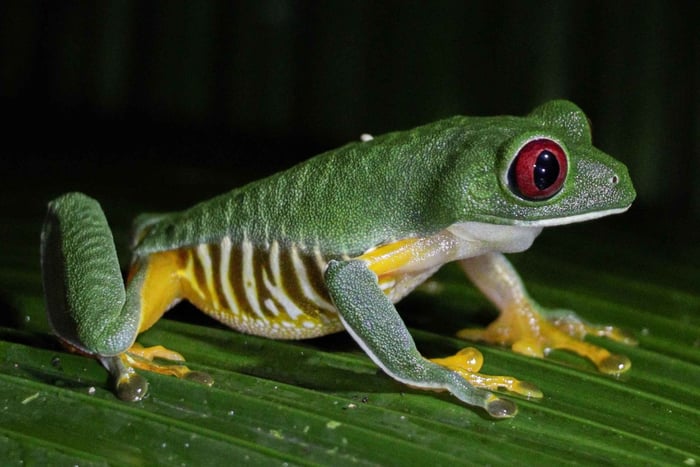 Manuel Antonio Night Jungle Tour