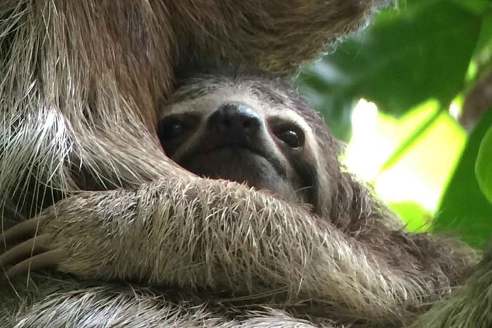 Manuel Antonio: Private VIP National Park Tour with Guide