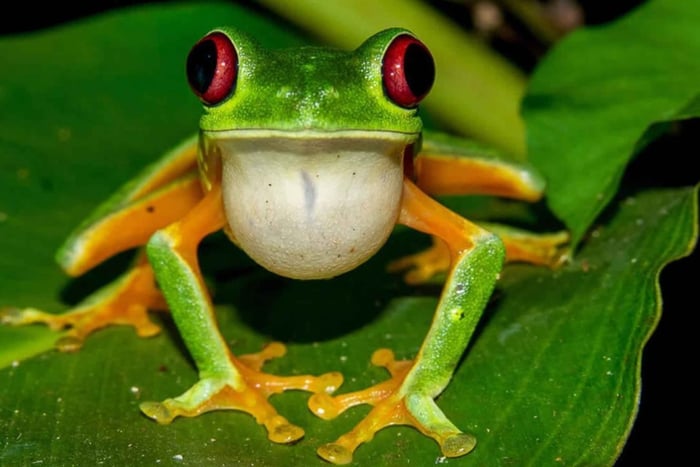 Manuel Antonio: Tour nocturno del Parque de la Lluvia con cena