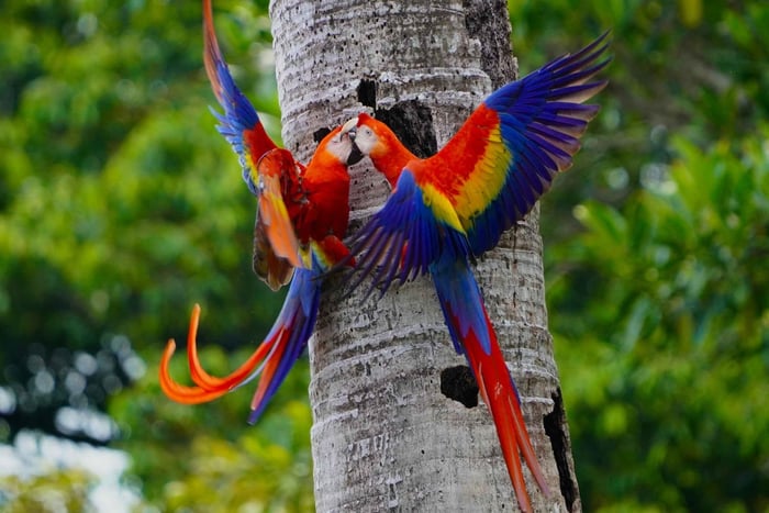 Manuel Antonio: Excursión a la Guacamaya Roja con Fotos Profesionales