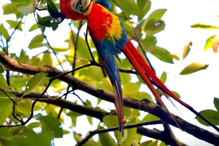 Marino Ballena National Park Private Naturalist Hike
