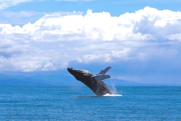 Parque Nacional Marino Ballena: Passeio de barco para observação de baleias