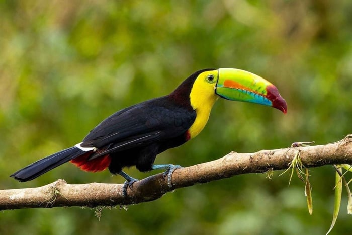 Monteverde: Bird-watching sunrise sightseeing tour in Curi-Cancha