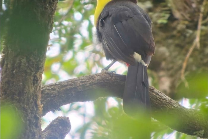 Monteverde : visite dédiée à l'ornithologie dans la réserve de Curi-Cancha.