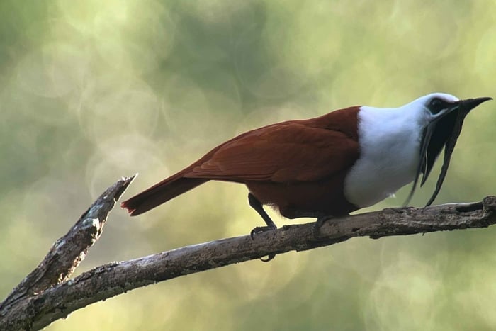 Monteverde: Halbtagestour zur Vogelbeobachtung