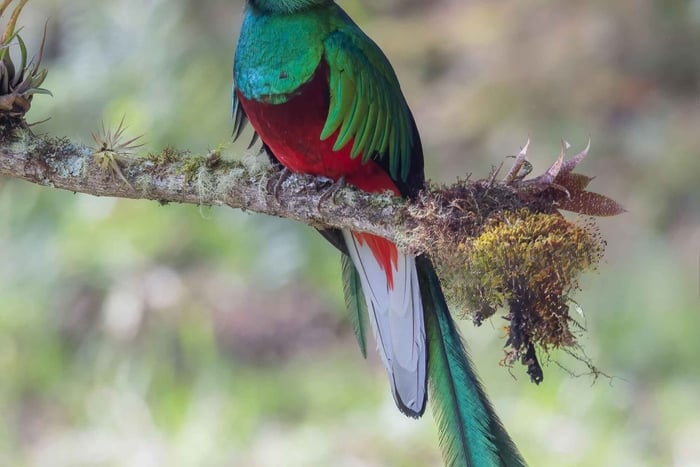 Monteverde Birdwatching Tour – Guided Nature Walk